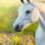 Horses are producing ‘magic’ moments for riders with disabilities