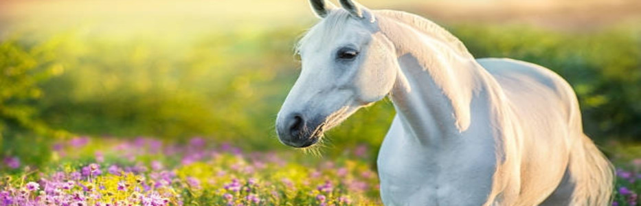 Horses are producing ‘magic’ moments for riders with disabilities